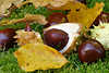 30040_Pferdekastanie Foto, Saukastanien Rokastanien in Herbstbltter Rotbuche, Buchenbltter im Gras