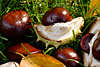 30042_Herbstbltter Laub in Kastanien Schalenfrchten Foto Saukastanie am Boden im Gras liegen in Sonne