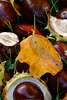 30047_Buchenlaub Herbstblatt Foto auf rotbrauen Schalenfrchten der Rosskastanien im Gras liegen