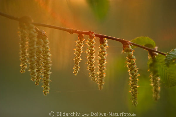 Erle Ktzchen Bltter Frhling Grau-Erle Alnus incana in Abendsonne