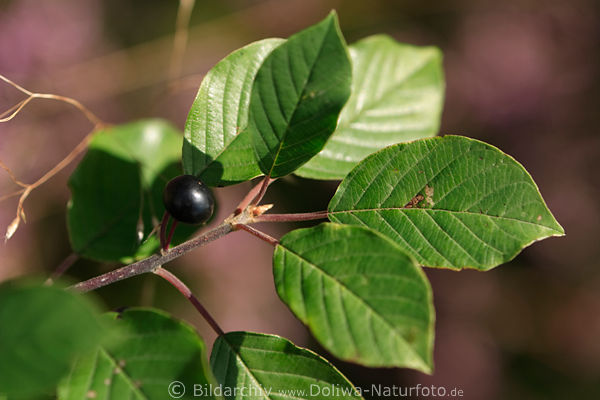 Faulbaum Frangula alnus schwarze Beere, grüne Blätter am