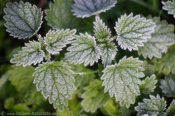 Wilde Brennnessel Urtica urens Bltter mit Rauhreifkristallen