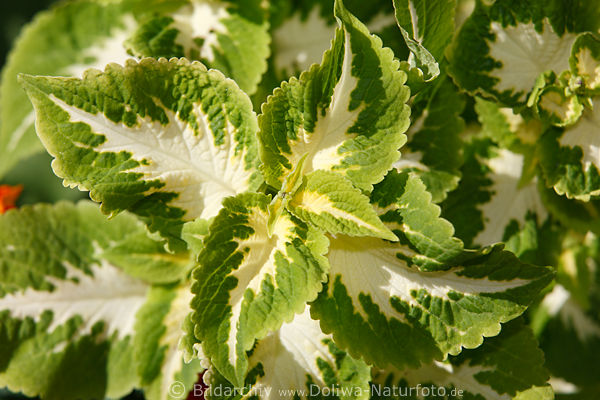 Brennnessel weiss-grn zweifarbige Dekopflanze Nettle-plant Pokrzywa