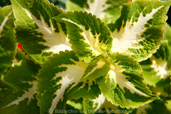 Zierbrennnessel weiss-grne Bltter zweifarbig