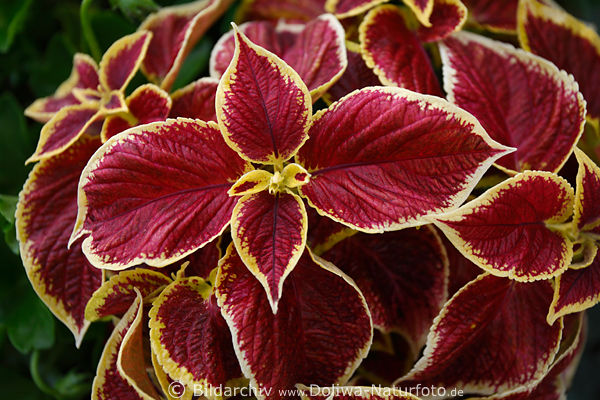 Nessel rote Grobltter gelber Rand zweifarbig Dekorbrennnessel