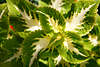 806644_ Brennessel Zierpflanze Bltter, Garden decoration Urtica Nettle-plant leaves image
