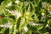 806646_ Brennnessel weiss-grn Urtica art Bild, zweifarbige Dekopflanze im Garten, Deko-Brennnessel