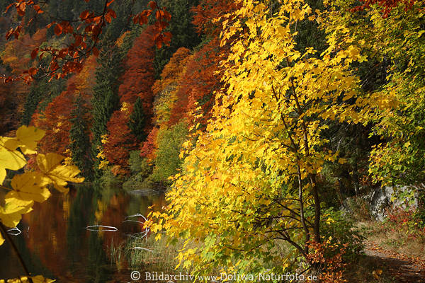 Herbst-Farbenrausch in Wald Bume Laub gelb-rote Bltter Natur Farbdesign
