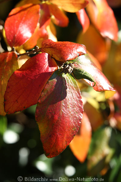 Herbstbltter orangerot Frbung Foto Zierstrauch Laub hngen Hochformat Aufnahme