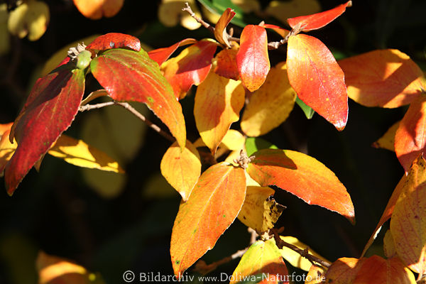 Herbstbltter Laub leuchtende Blattpigmente Photosynthese