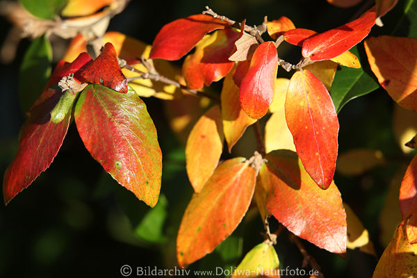 Herbstbltter Laub Blattmischung rotgelb Frbung Blattsammlung bunter Zierstrauch