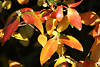 Herbstbltter Laub leuchtende Blattpigmente Photosynthese