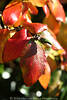 Herbstbltter orangerot Frbung Foto Zierstrauch hngend Laub Hochformat