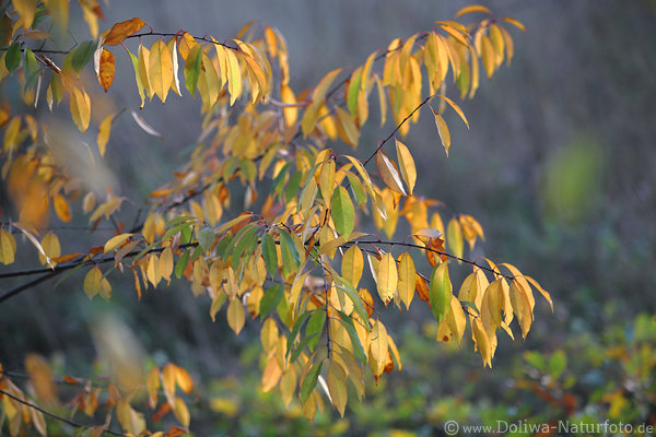 Herbstbltter Naturfoto Laubbaum Strauchzweige gelb-rtliches Blattwerk
