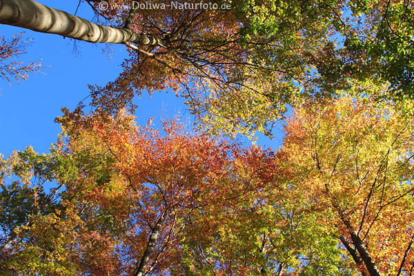 Baumkronen Herbstbltter am Blauhimmel