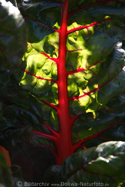 Ziermangold rote Blattadern grnes Rbeblatt Beta vulgaris Mangoldblatt