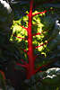 911522_ Ziermangold Foto roter Blattadern  grnes Rbeblattes Beta vulgaris Mangoldblatt Bild