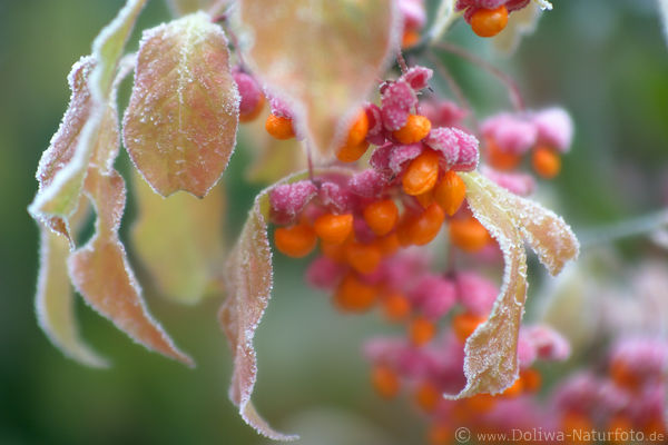 Pfaffenhtchen Beerenfrchte Spindelstrauch Euonymus europaeus