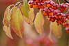 30531_ Bltter & Beerenfrchte von Gemeiner Spindelstrauch im Rauhreif, Rauhfrost auf Pfaffenhtchen Foto