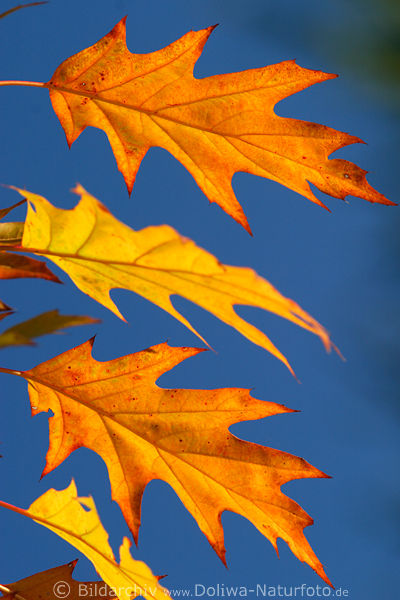 Herbstbltter Dreier Trio Spitzeiche am BlauHimmel