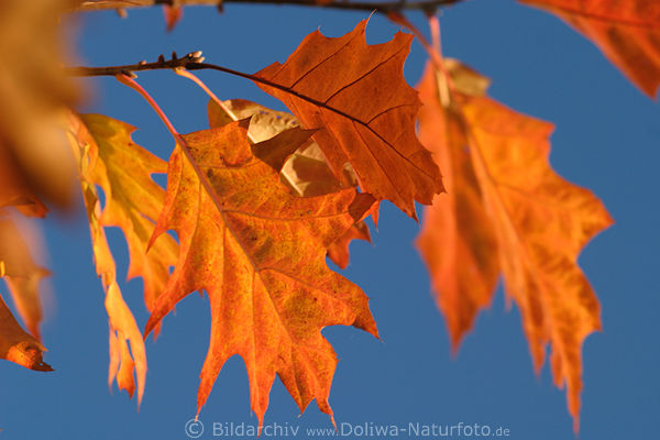 Spitzeiche rote Bltter am blauen Hintergrund Herbst