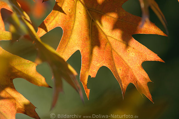 Spitzeiche Bltter Laubbaum Blattdetail Adern Ecken Herbstfarben