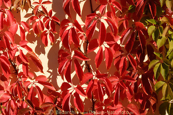 Wilder Wein Fnfblatt rote Herbstbltter Kletterpflanze Wandmauer