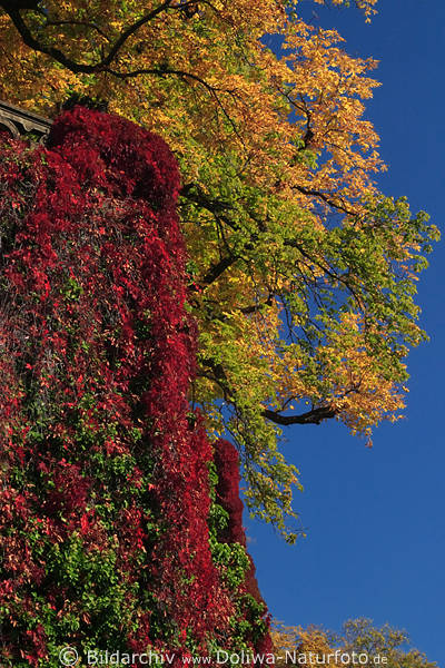 Wilder Wein Baum Herbstbltter an Wandmauer Parthenocissus quinquefolia Rankpflanze