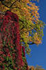 710484_ Herbstbaum Goldbltter & Wilder Wein grn & rote Herbstbltter Farben