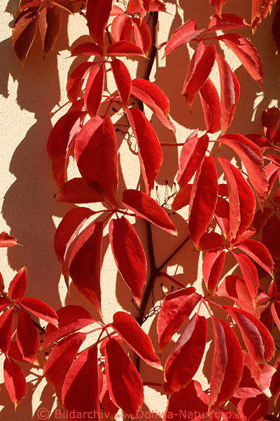 Wildwein Herbstbltter Fnfblatt Parthenocissus quinquefolia Kletterpflanze