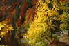 Herbst-Farbenrausch Foto in Wald Bäume Laub gelb-rote Blätter Bild Natur Farbdesign