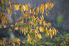 Herbstblätter Naturfoto Laubbaum Strauchzweige gelb-rötliches Blattwerk in Gegenlicht
