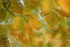2939_ Buchenblätter im Licht abstrakt verwischt, Beech-leaves