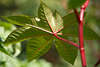Wunderbaum Ricinus communis großes Blatt mit roten Adern am roten Stiel, Palma Christi Foto