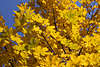 811064_ Spitz-Ahorn Acer platanoides gelbe Blätter Fotos in Herbst, Ahorn Herbstblätter helle Farben Bild
