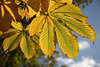 812132_ Kastanienblätter Foto, Herbst Baumblätter gold gelbe Farben am Himmel, Blatt Adern groß in Bild