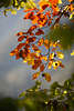 Ahorn Blätterzweig rotgelbe Herbstfarben Fotos Baumzweig buntes Herbstlaub im Romantik Gegenlicht Naturbild