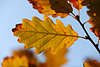 916002_Eichenblatt Quercus Herbstblatt Makroaufnahme, Herbstlaub Foto am hellen Himmel zum Freistellen