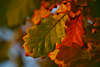916008_Eichenblätter Quercus Herbstblätter Fotos, herbstliche Makrobilder in Natur, Eichenbaumblätter