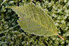 30203_Grüner Grau-Erle Blatt im Rauhreif Kristallen, Leaf in Hoarfrost 