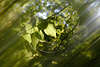30219_Blätter Laub der Bäume im Strahlen-Loch abstrakte Fotografie Laubbaum frisches Grün verwischt