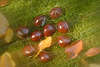 30225_Kastanien in Buchenblätter Bild verwischt abstrakt im Gras am Boden, Drusenkesten Herbstbild