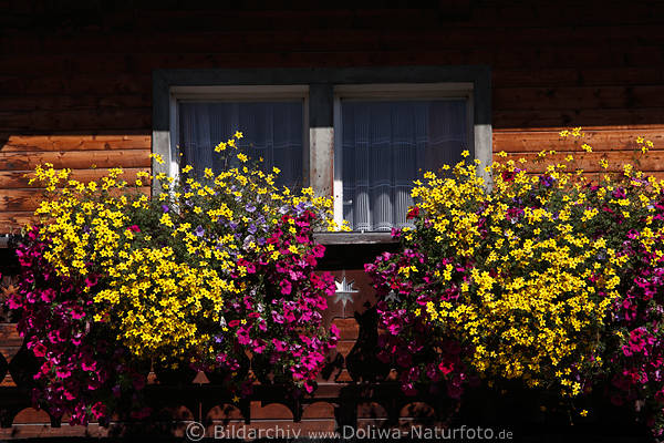 Fensterblumen Hauswand Bltenpracht gelb-lila Floradekor Windows-flowers