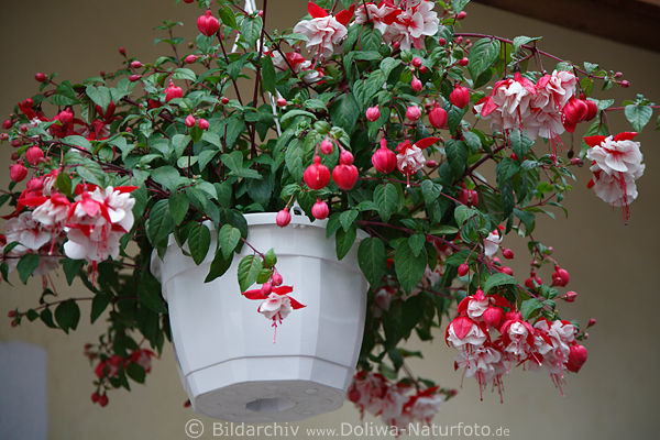 Hngetopf Bukett Fuchsien rotweiss Blten Grnbltter