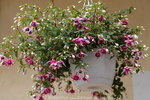 Blumenbukett Hngetopf lila-weiss Fuchsienblten in Grnbltter 