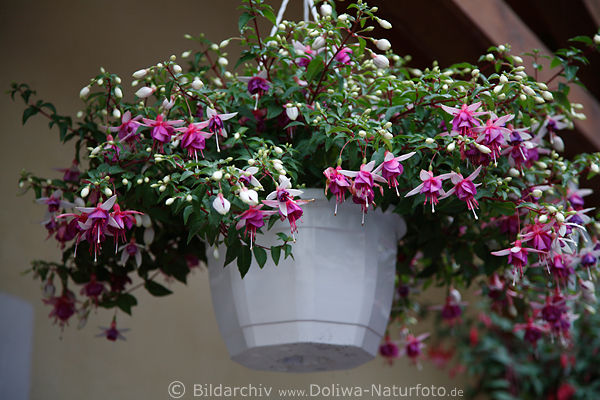 Hngetopf Bukett violett-weisse Blten Fuchsien in Grnbltter hngend