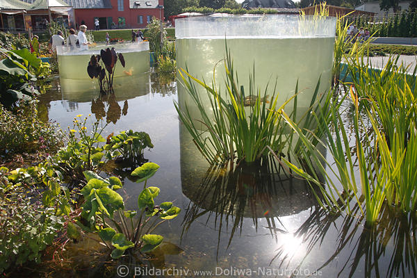 Groaquarium Wassersule mit Fisch um Schilfpflanzen