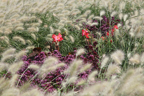 Ziergrser Grasfeld rote Einzelblmchen lila Blumen BUGA Schwerin