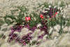 911370_ BUGA Schwerin Foto: einzelne rote Blmchen im Grasmeer heller Ziergrser, lila Blumen Bild