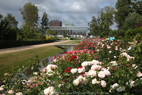 Gartenschau Hamburg Rosen, Beeten, Rabattenfelder, Rosenblte, Wasserkanal